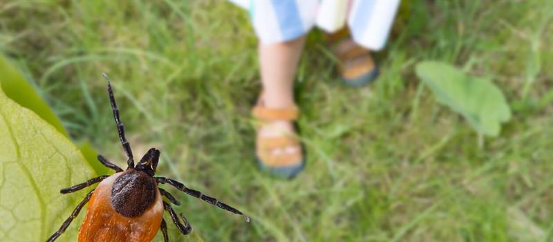 Are ticks a problem in Tennessee?