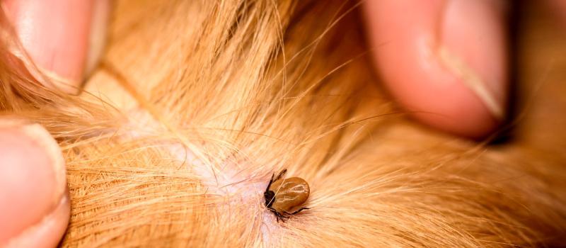 Murfreesboro Tick Control, Dog’s Best Friend?