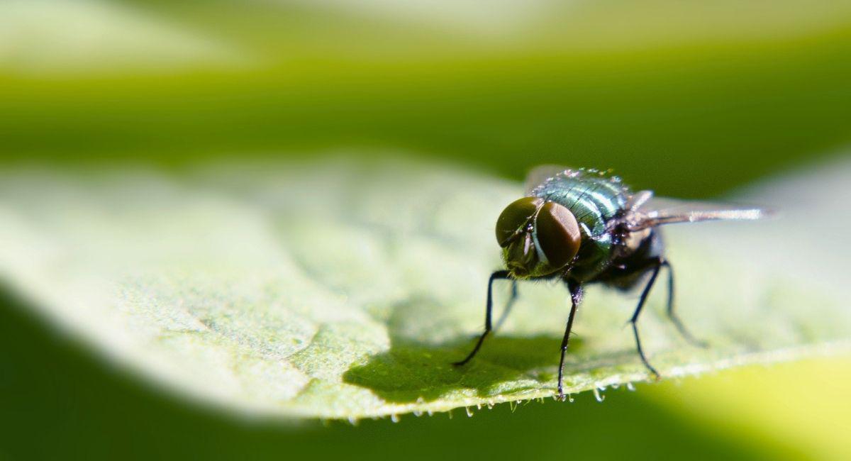 Why Are There So Many Flies in My Yard?
