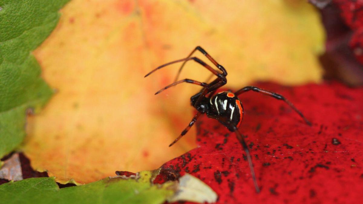 Mosquitoes are Gone, Here Come the Spiders