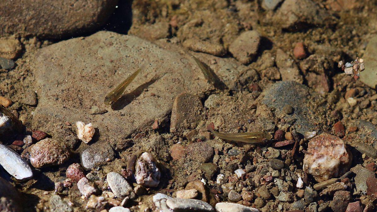 What’s the Problem with Mosquito Fish?