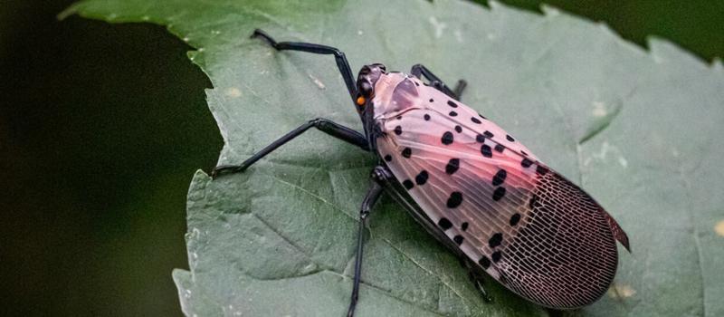What to Do When You Find a Spotted Lanternfly in CT