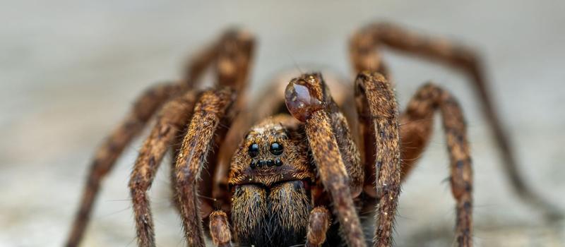 New Mexico Poisonous Spiders and Spider Control