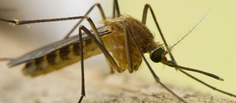 New Florida Mosquito Proves a Frequent Flier