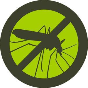 no mosquito