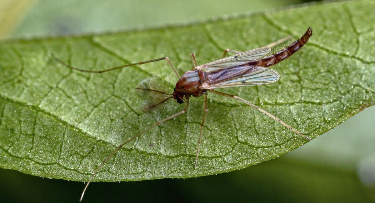 What Are No-See-Ums and Why Are They Biting Me?