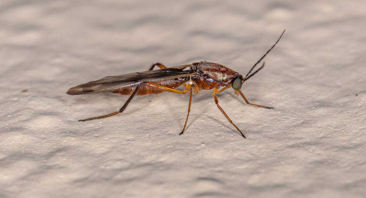 Are No-See-Ums and Gnats the Same Thing?