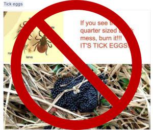 not tick eggs