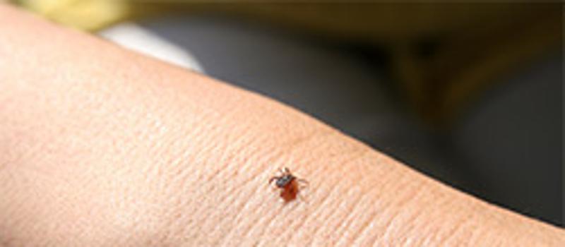Tufts University Scientists Warn of a “Tick Boom” This Summer
