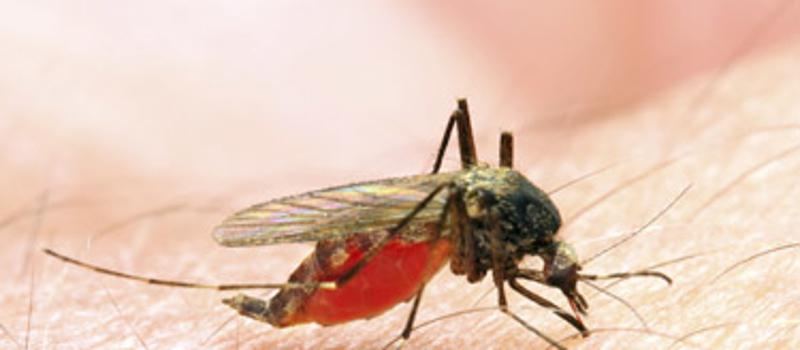 What Type of Blood Do Mosquitoes Like?