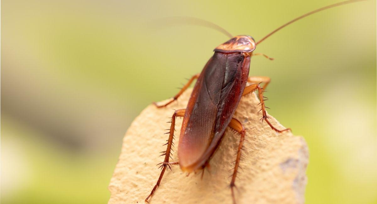 Do Palmetto Bugs in Florida Fly?