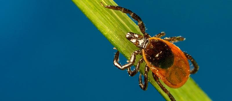 Ticks Are on the Move Now