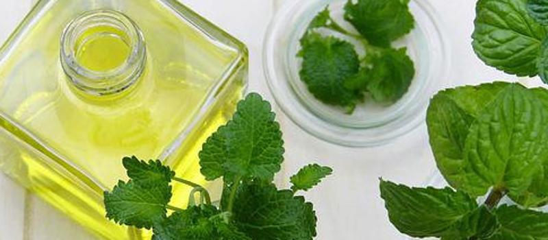 Say No to Peppermint Oil: Safe Tick Removal and Why It’s So Important