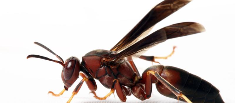 Pest Control in El Paso, TX: Wasp Control That Stops the Sting