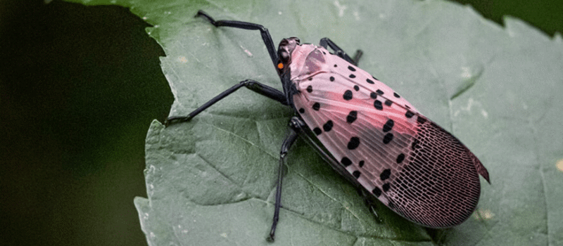 Are There Lanternflies in NY?