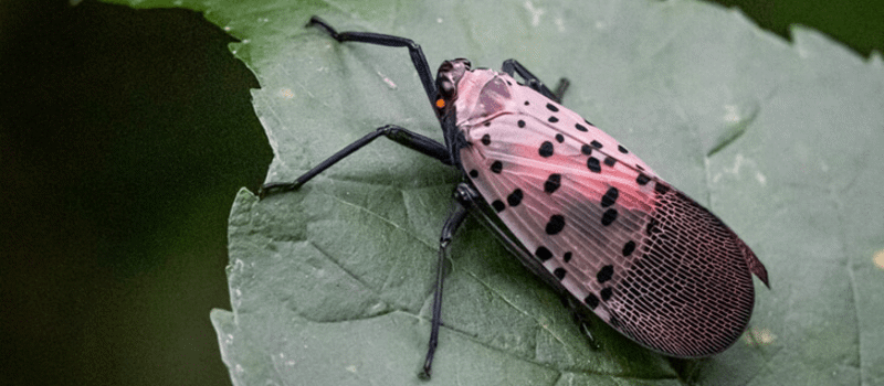 Should I Spray for Lanternflies?