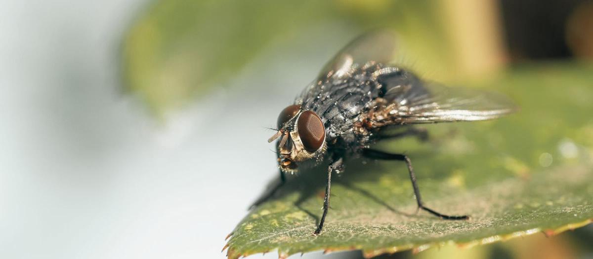 Do I Need Multiple Pest Control Companies for Different Pests?