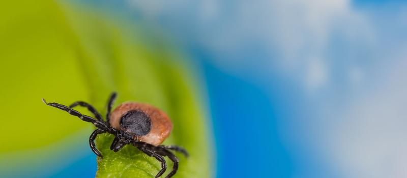 Pest Control Las Cruces, Tick Control for Your Lawn