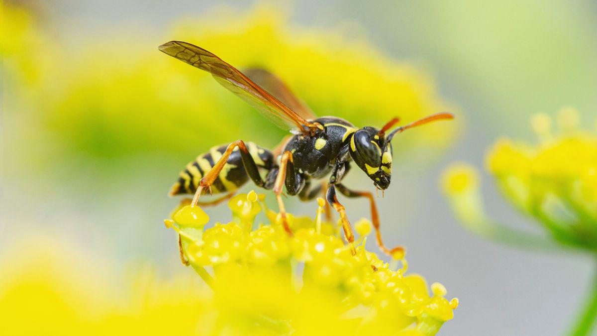 Pest Control for Yellow Jackets Outside