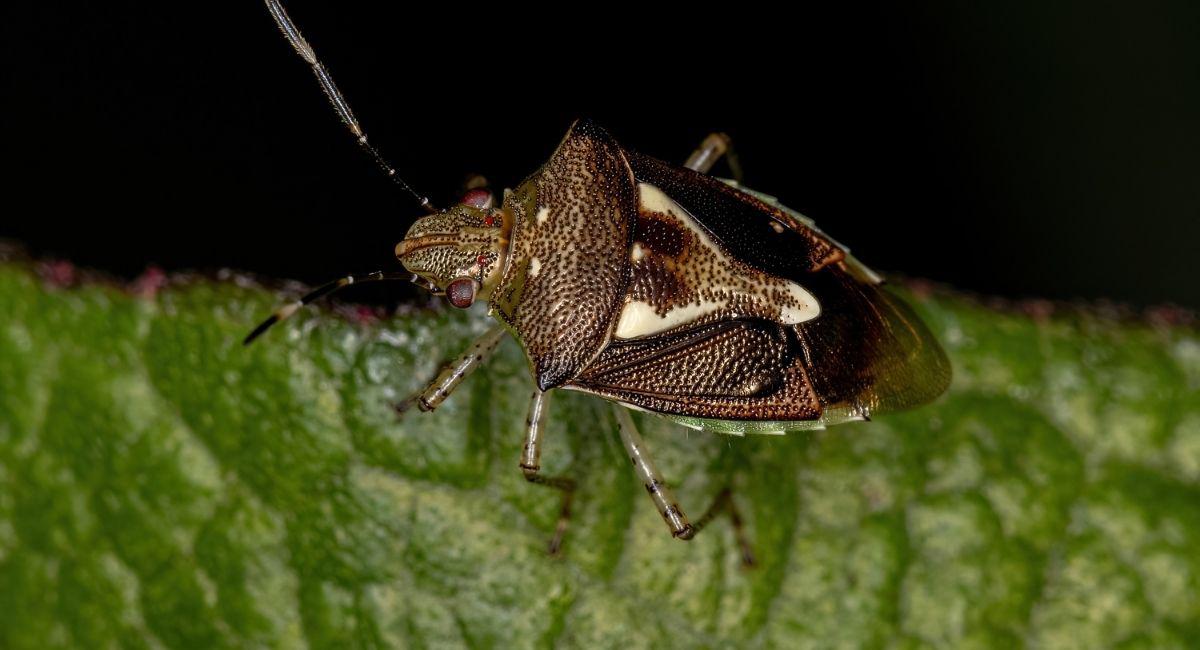 Late Summer Pest Surge: Why Pests Are Everywhere Right Now