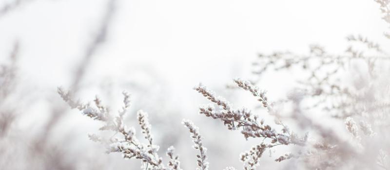 What Happens to Bugs During the Winter?