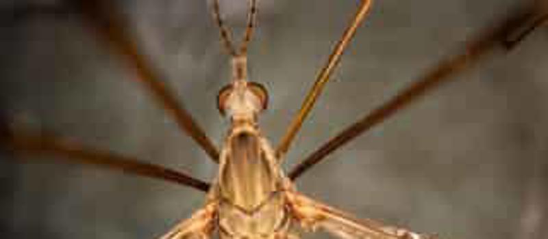 Insects of Central Texas: What are Mosquito Hawks?