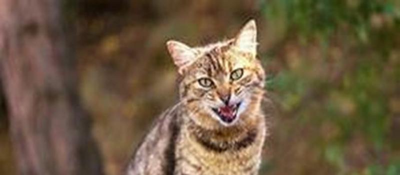 Feral Cats & Fleas in Tampa Bay & Other Towns