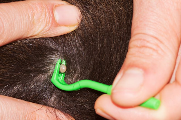 Why Is Tick Control So Important?
