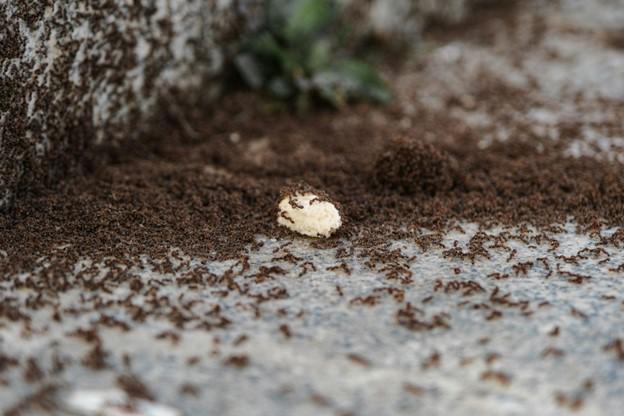 Don’t Get Ants in Your Pants - Call Mosquito Squad for Lake Gaston Ant Control!