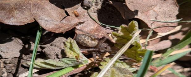 Wasatch Front Spider Control: What Homeowners Should Know
