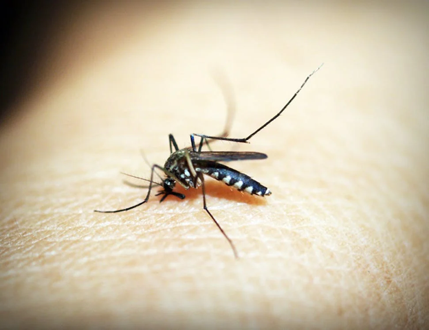 When Do Mosquitoes in Salisbury Return?