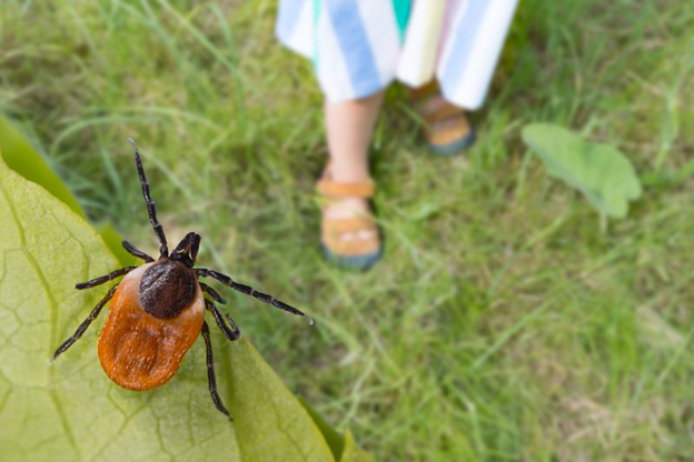 Tick Control in Barhamsville, VA