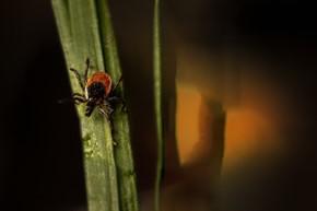 What Plants Do Ticks Prefer in Winston Salem NC?