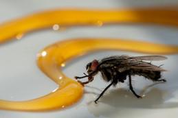 Get Rid Of Those Annoying Flies in Winston Salem NC