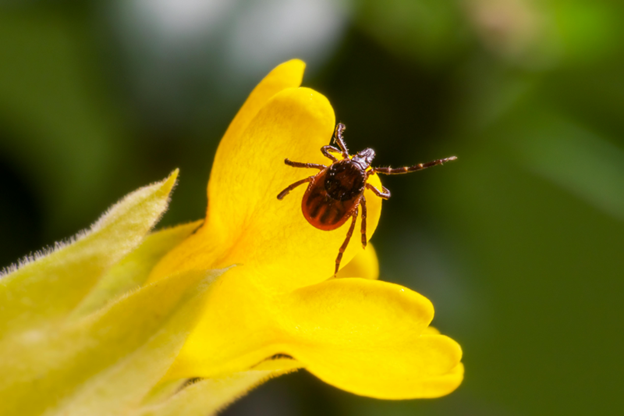 Salisbury Tick Control: Are You Protected from the Dangers of Tick-Borne Diseases?