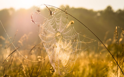 Looking for Spider Control?