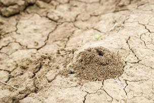 Dealing with Mound-Building Ants in Your Yard