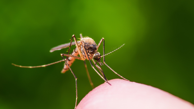 What attracts mosquitoes in the Outer Banks? Hire Professionals for your Grandy, NC Mosquito Control Needs!