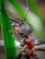 A close up of a ant