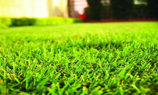 Can I Mow My Lawn After Mosquito Treatment? Plus Lawn Care Tips for Keeping Mosquitoes Out in Utah