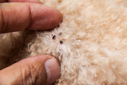 The Importance of Flea Control
