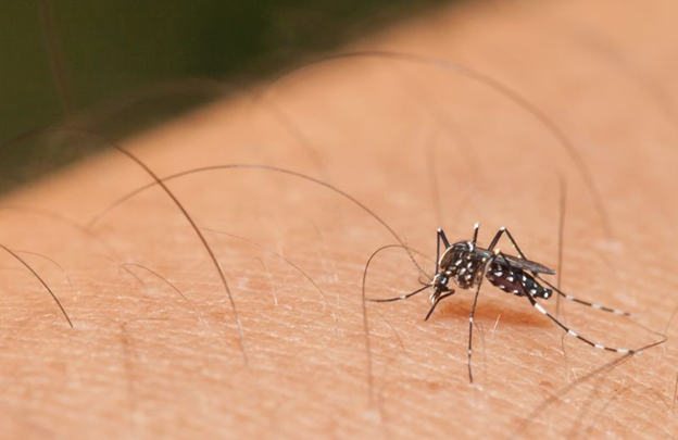 Searching for a Company to Control Mosquitoes? We Provide Next-Day Services!