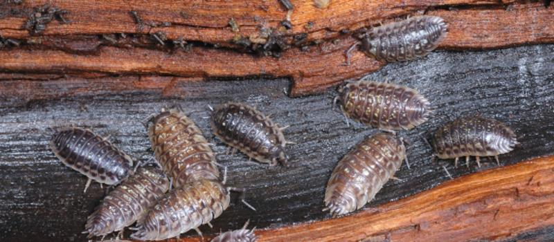 Roly Polies are Invading My Home  - What do I Need to Know?