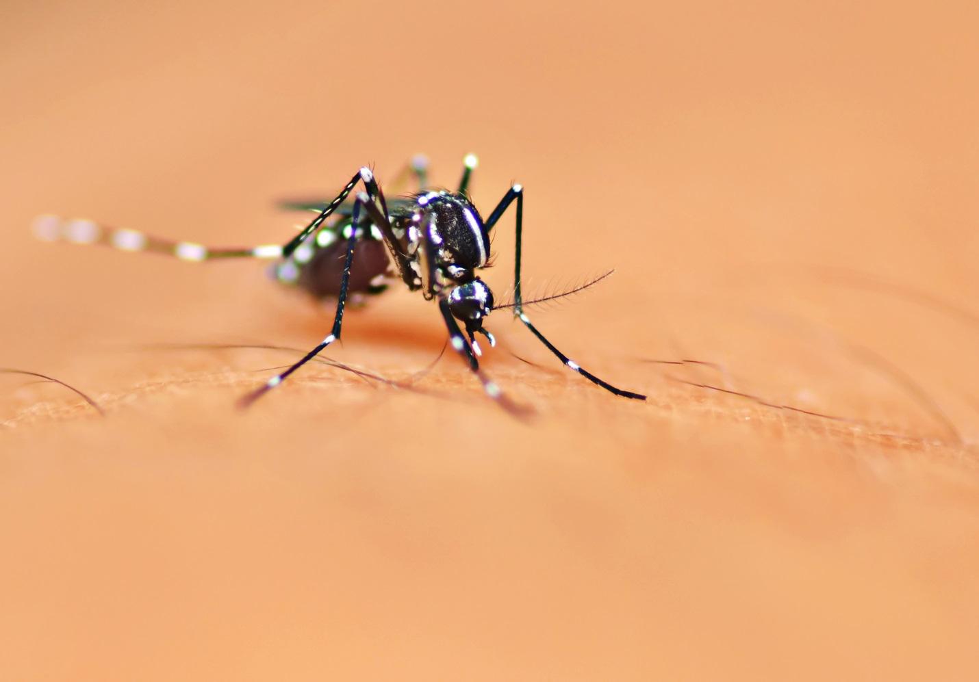 mosquito up close on someone's hair follicle