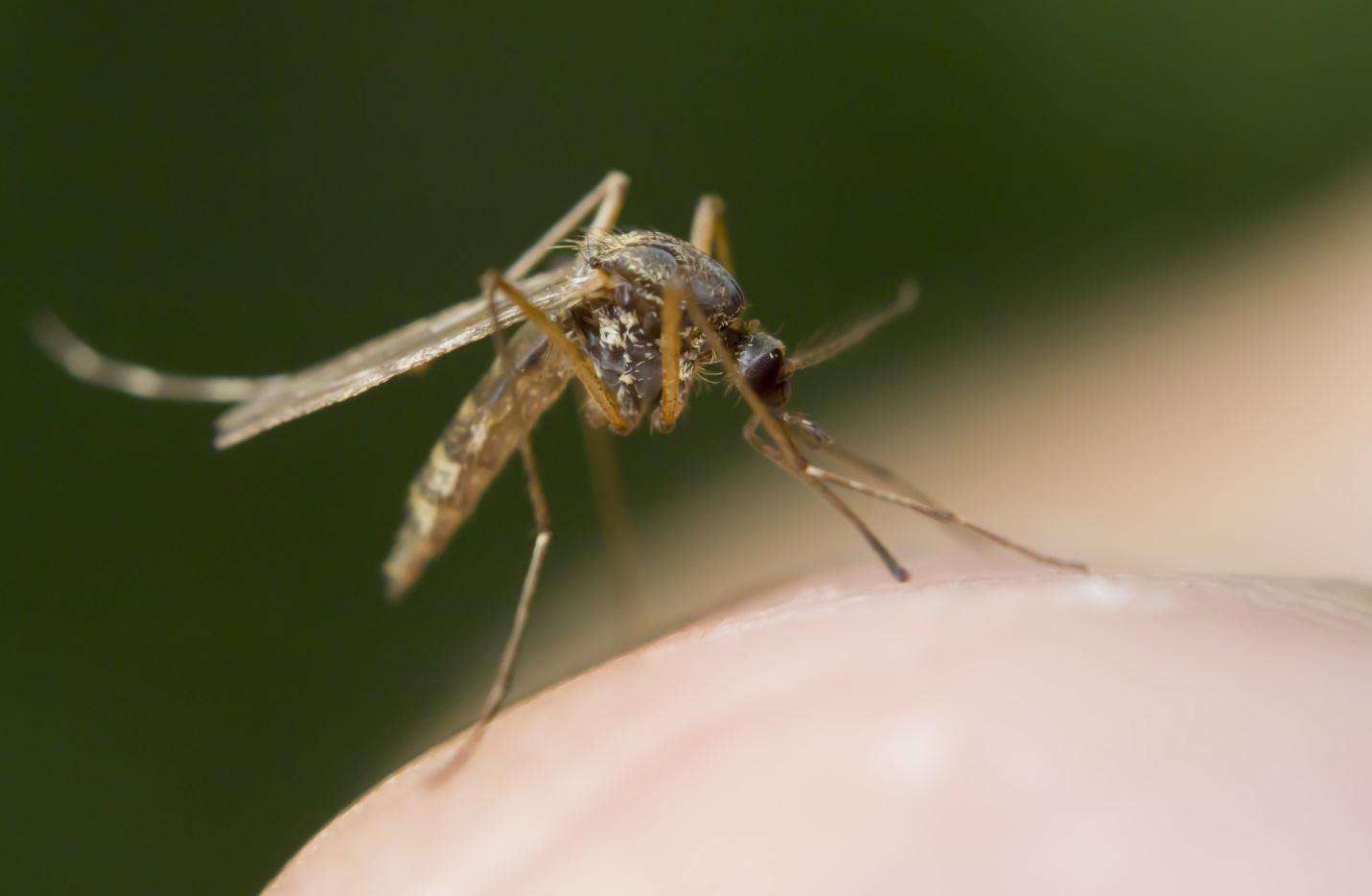 mosquito up close on someone's skin