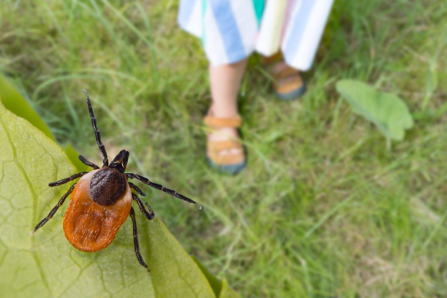 tick aerial view on leaf over grass with child foot in view