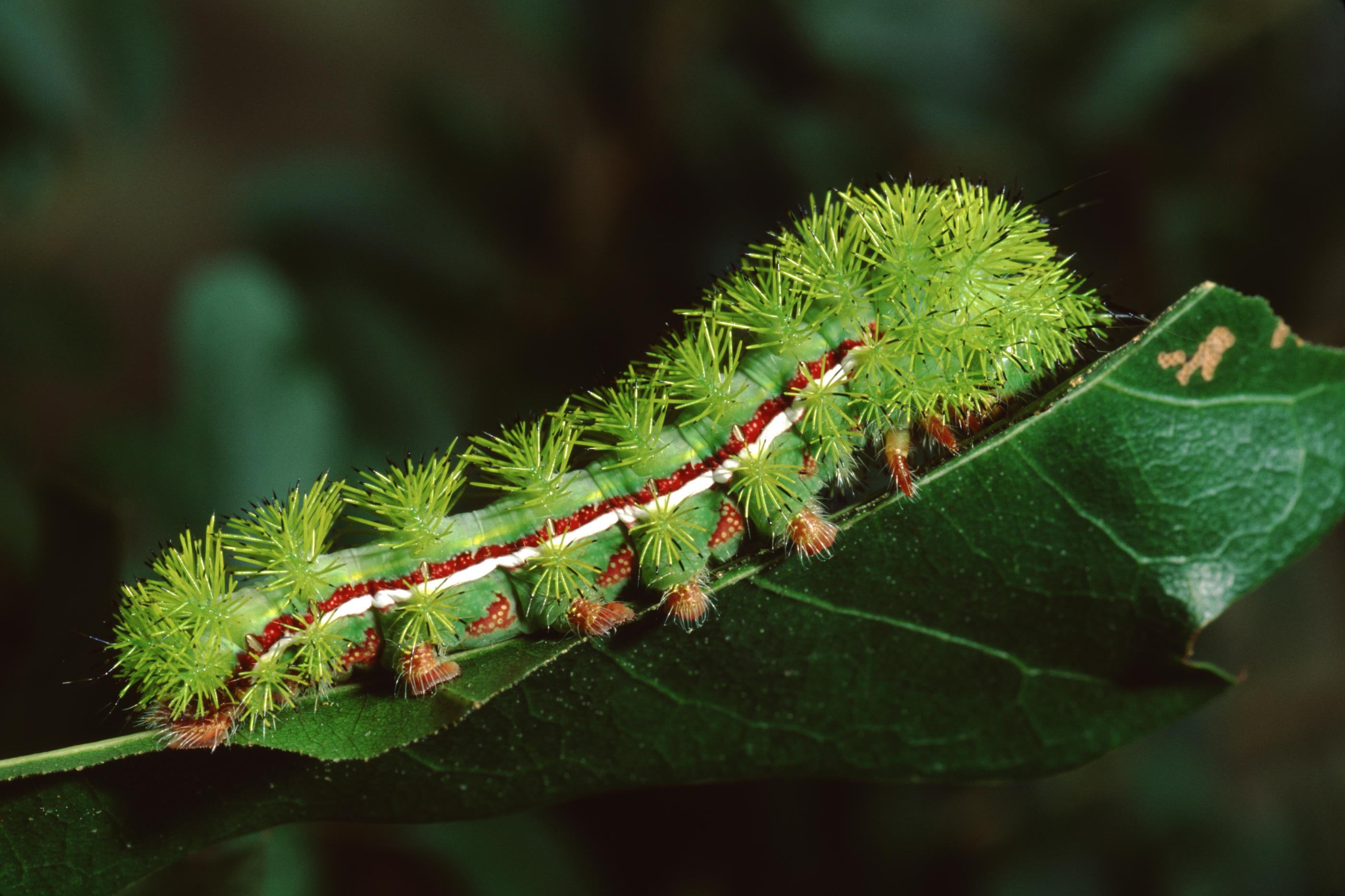 How To Identify Stinging Caterpillars Treat Stings