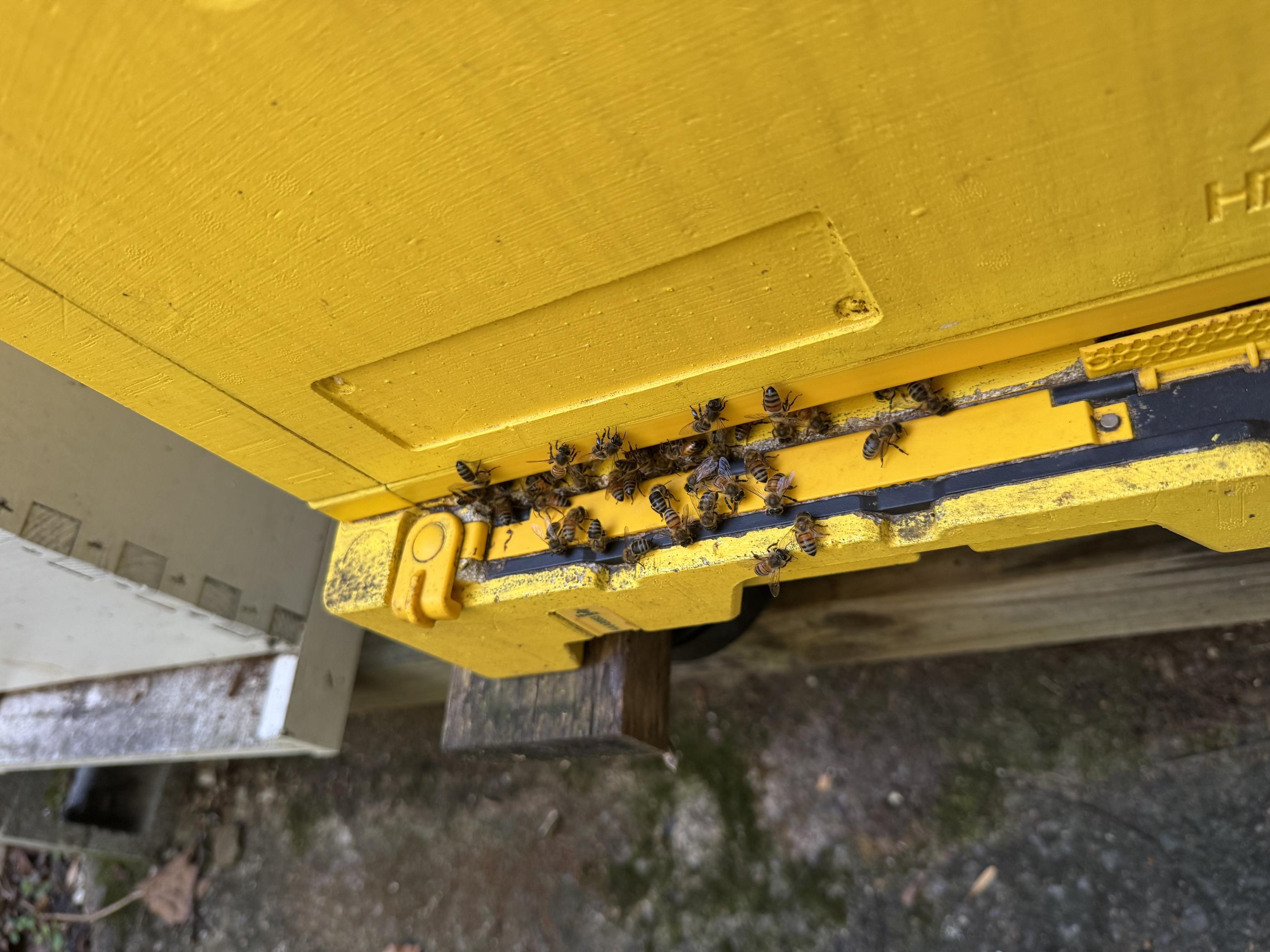 Our Owners Keep Honey Bees. Here’s How That Changes Pest Control in Karns