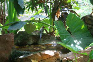 pond with elephant leaves 