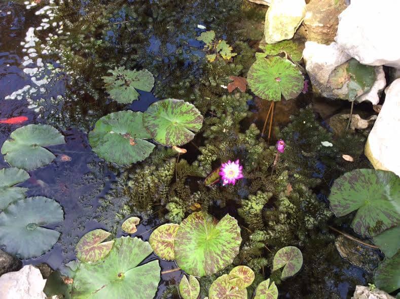 Pond with Fish